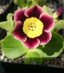 Primula auricula 'Scaraben' - 8cm pot 